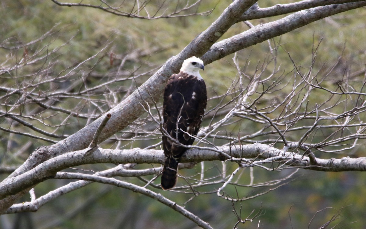 Flores Hawk-Eagle - Yovie Jehabut