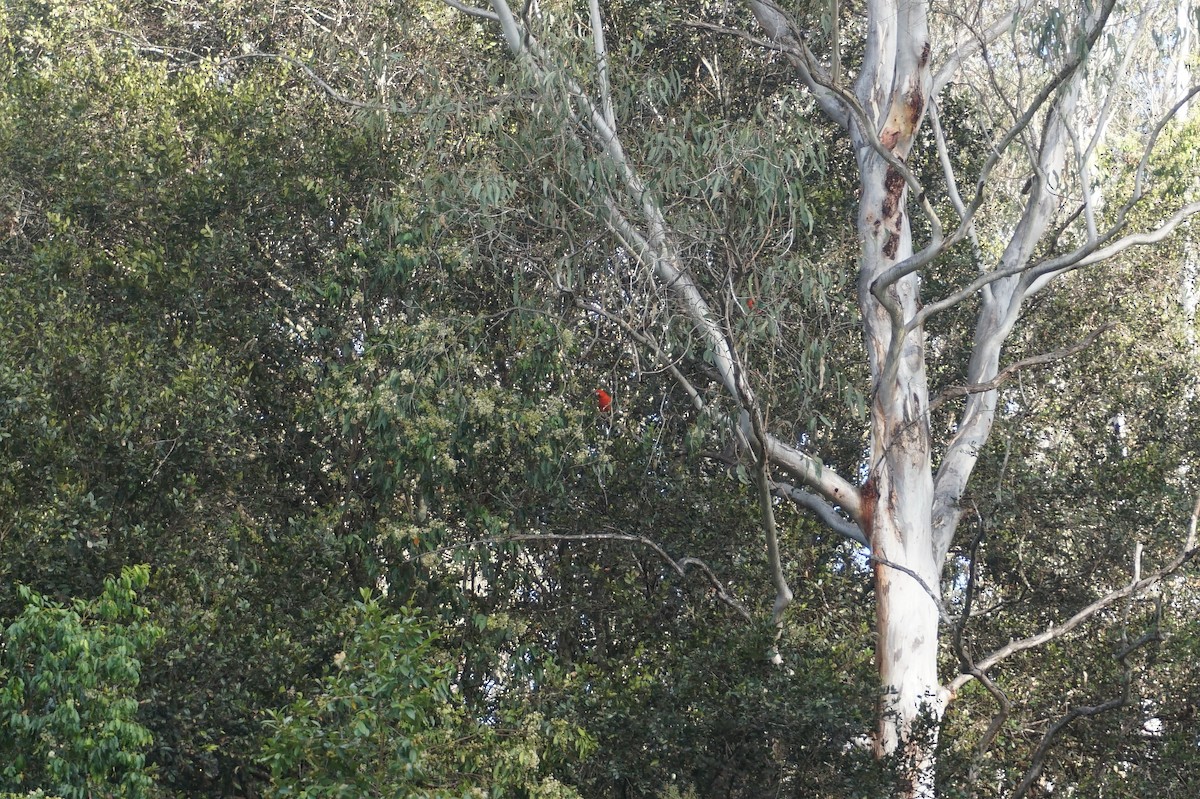 Australian King-Parrot - ML71293981