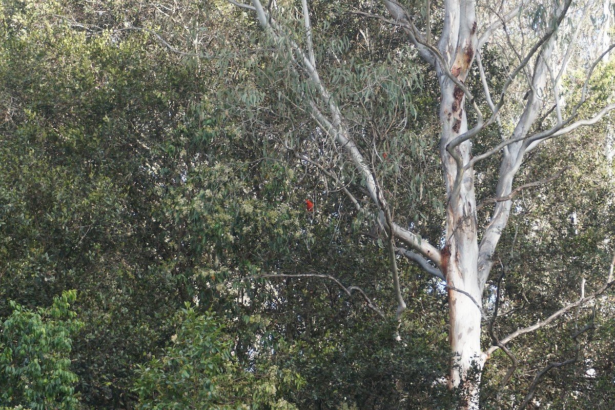 Australian King-Parrot - Leonie Beaulieu