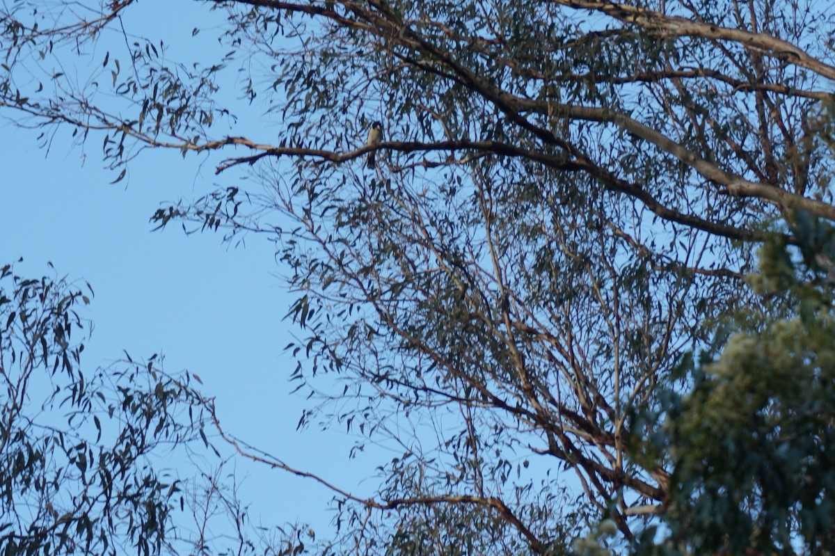 Gray Butcherbird - ML71294021