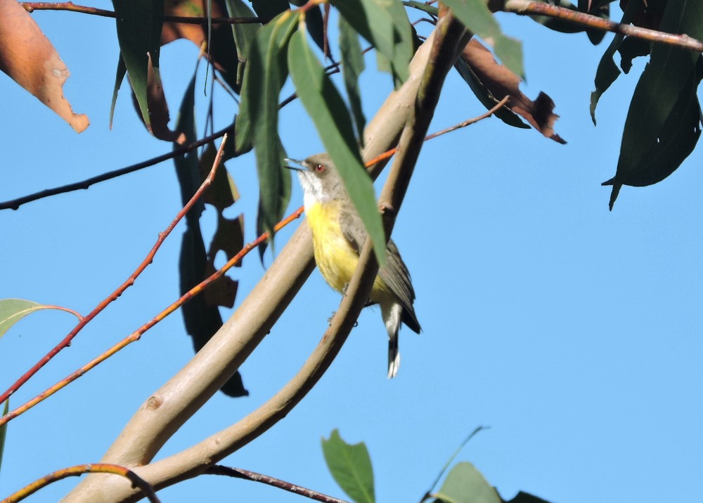 White-throated Gerygone - Mark Ley