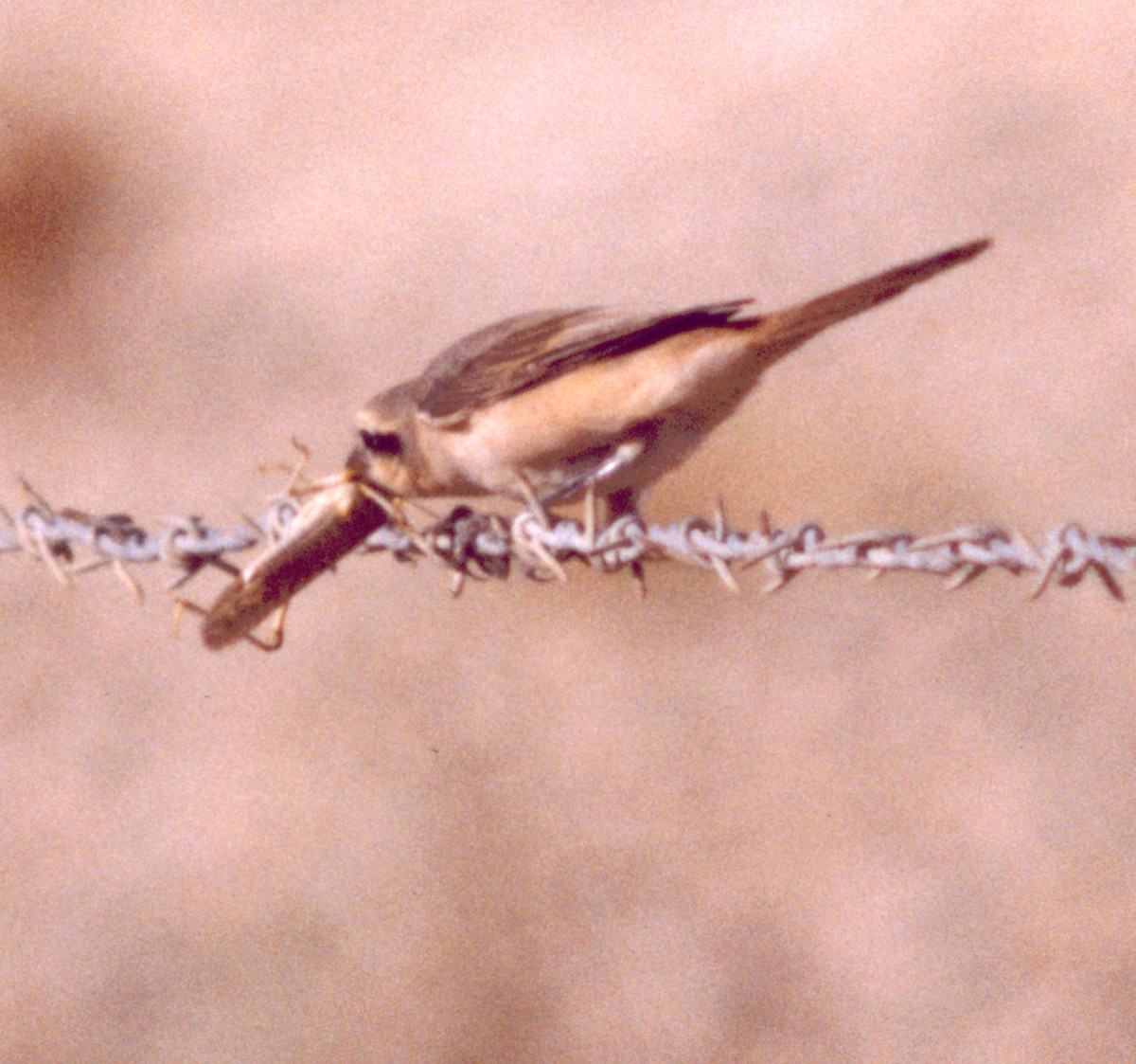 ťuhýk mongolský (ssp. isabellinus) - ML71296151