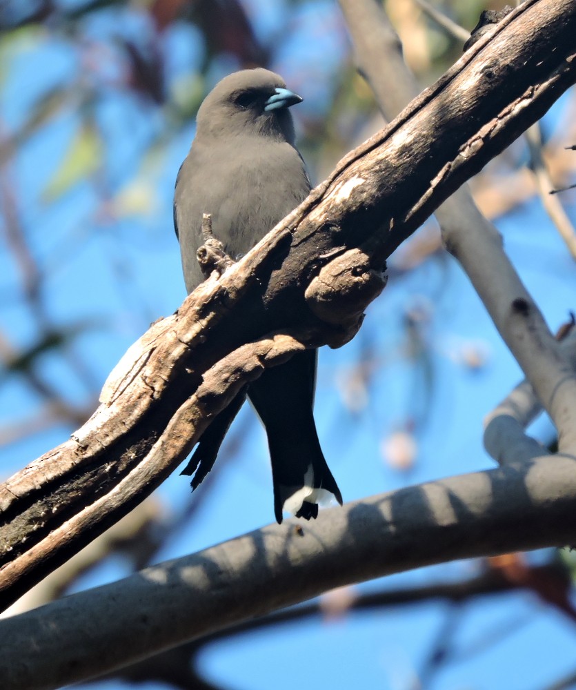 Dusky Woodswallow - ML71296161