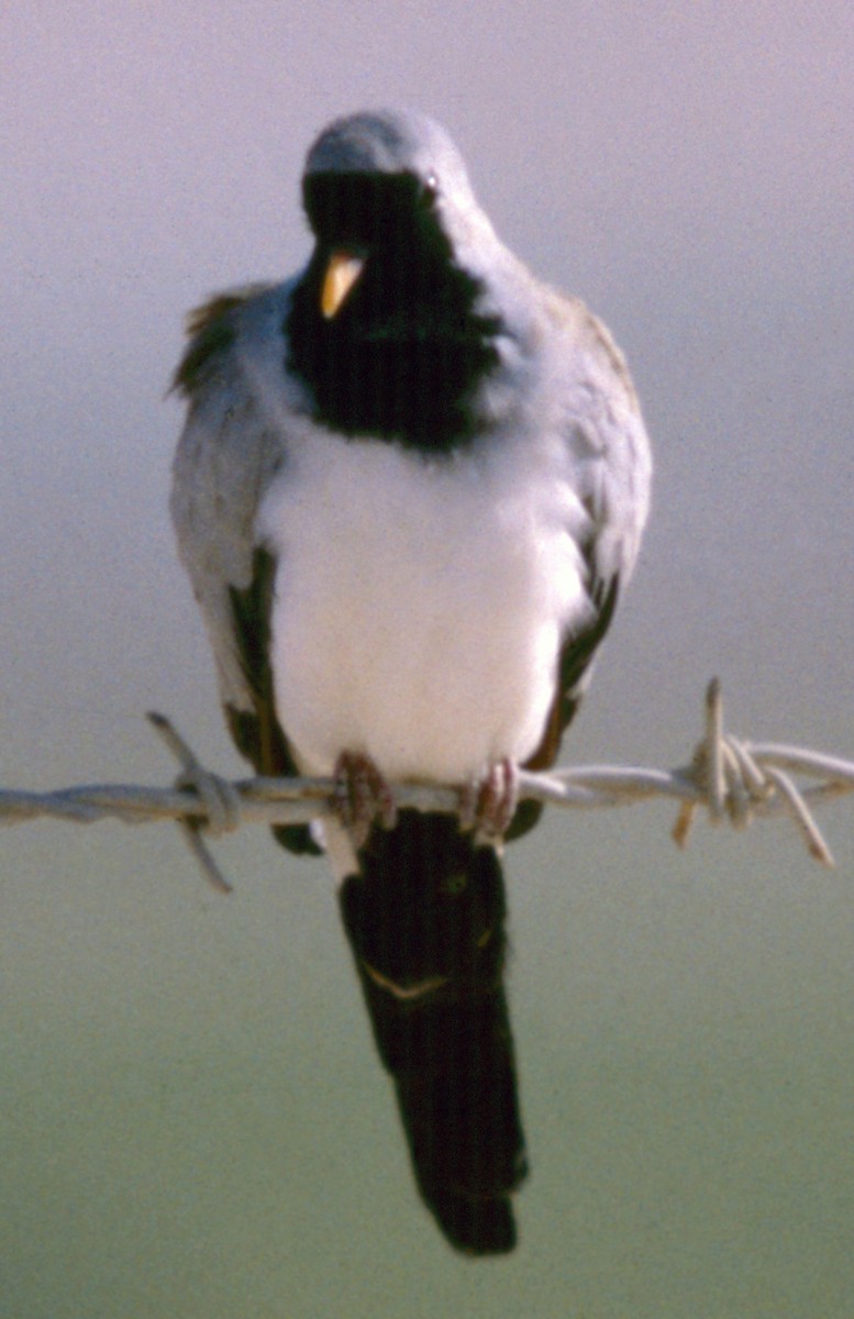 Namaqua Dove - ML71296181