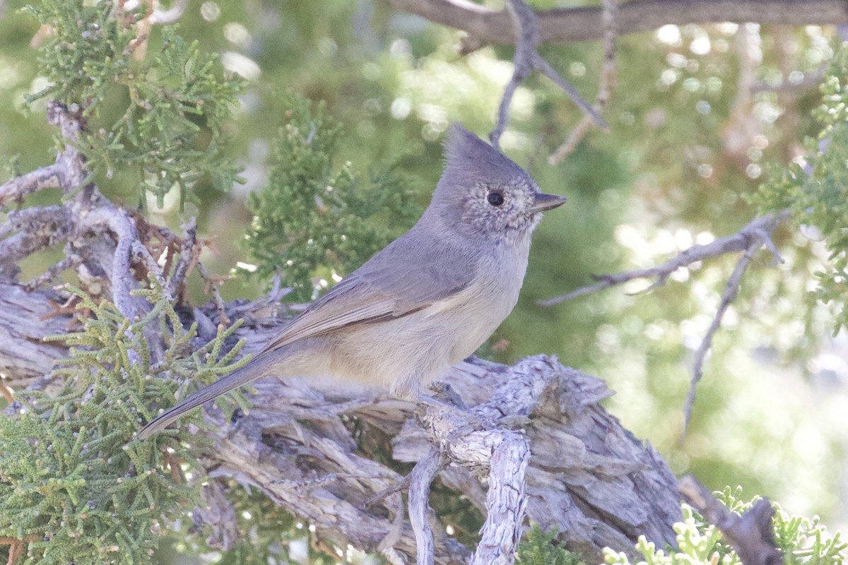 Juniper Titmouse - Mike Sanders