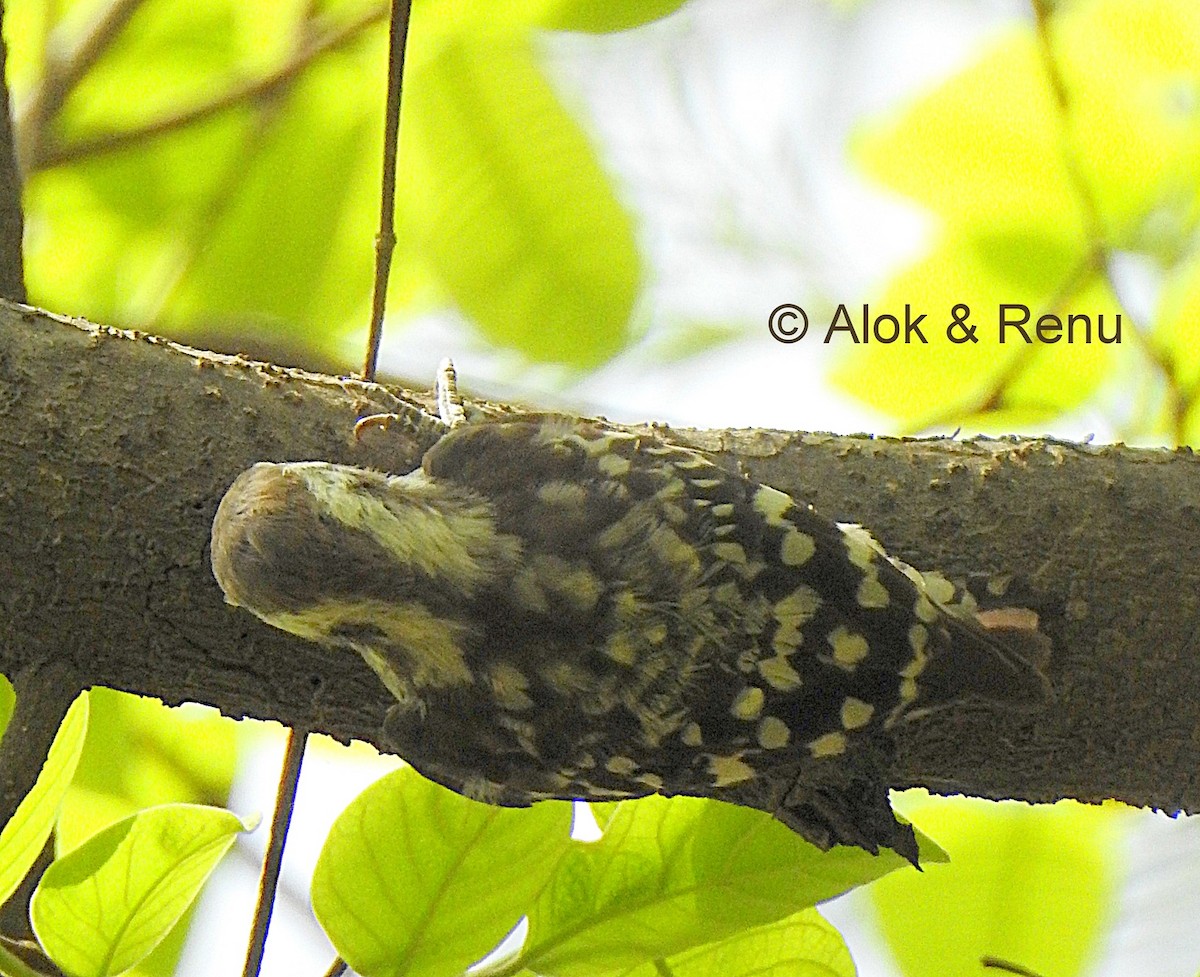 Brown-capped Pygmy Woodpecker - ML712970