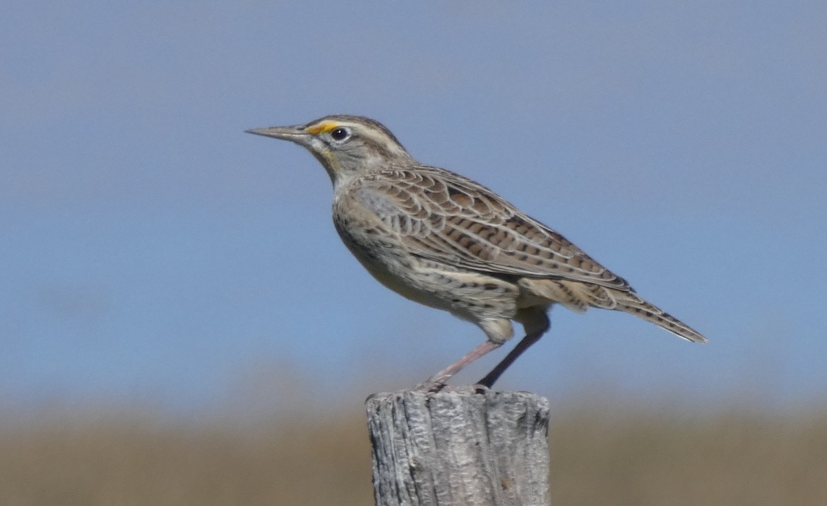 Western Meadowlark - ML71297111