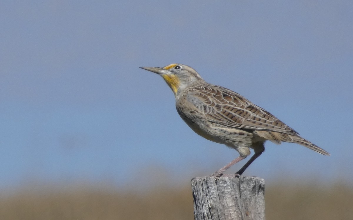 Western Meadowlark - ML71297131