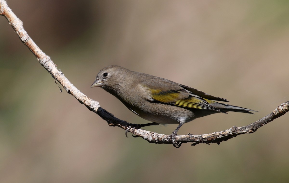 Lawrence's Goldfinch - Matthew Grube