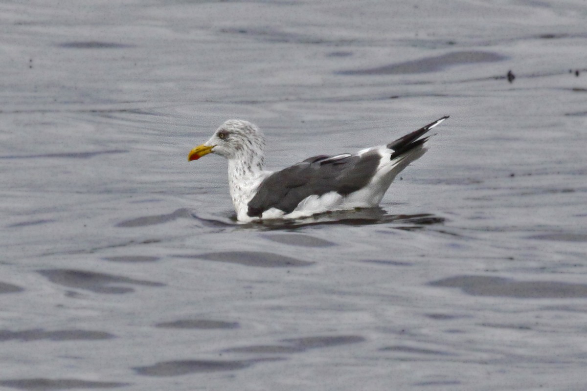 Lesser Black-backed Gull - ML71297911