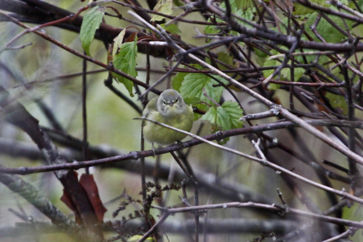 Orange-crowned Warbler - ML71297941