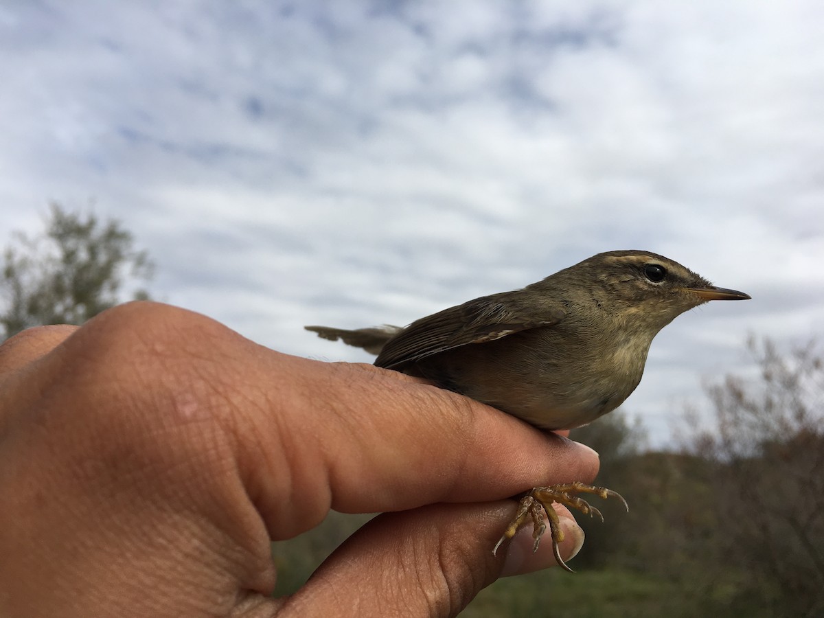 Dusky Warbler - ML71298021