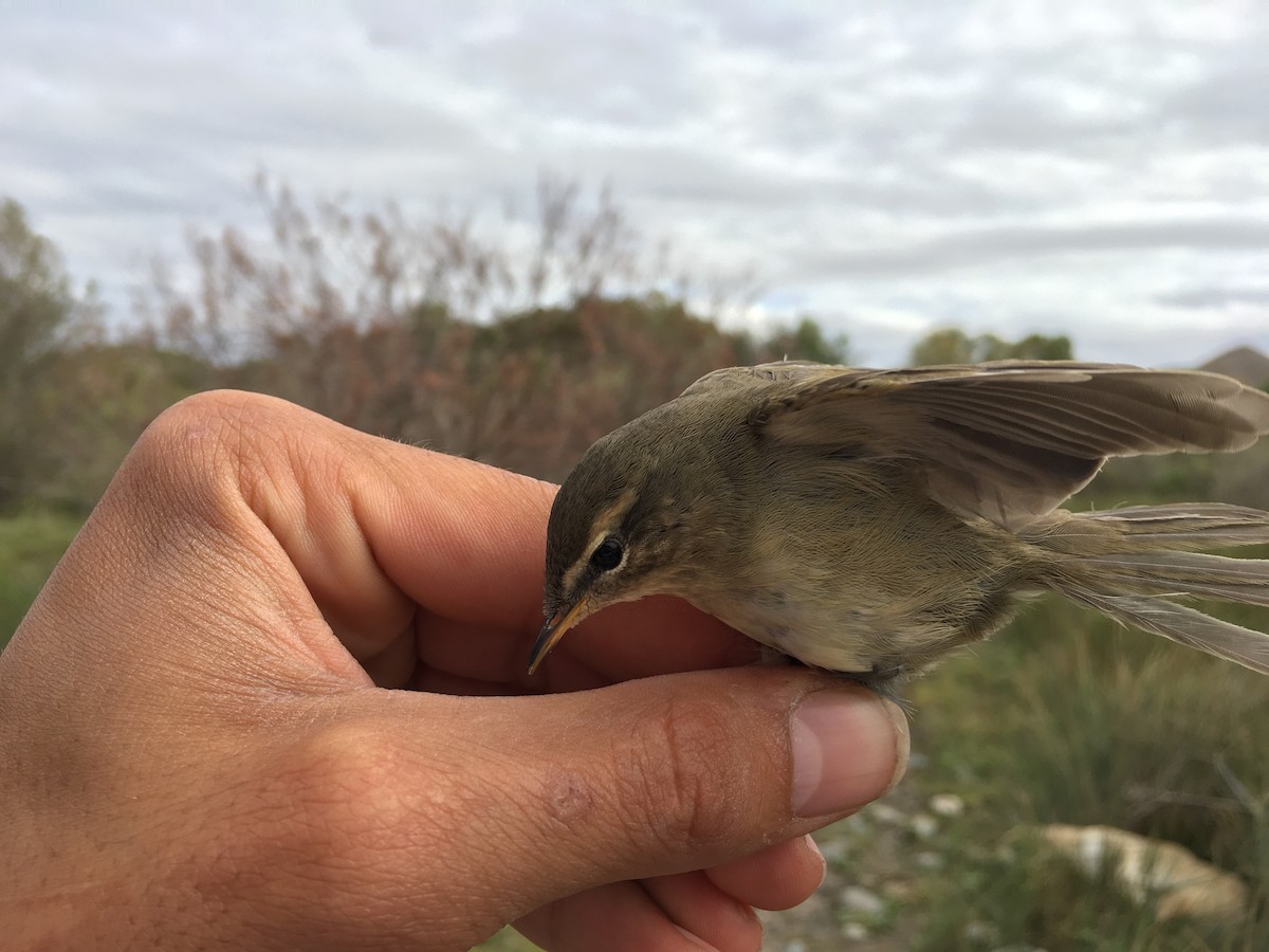 Dusky Warbler - Ercan Sıkdokur