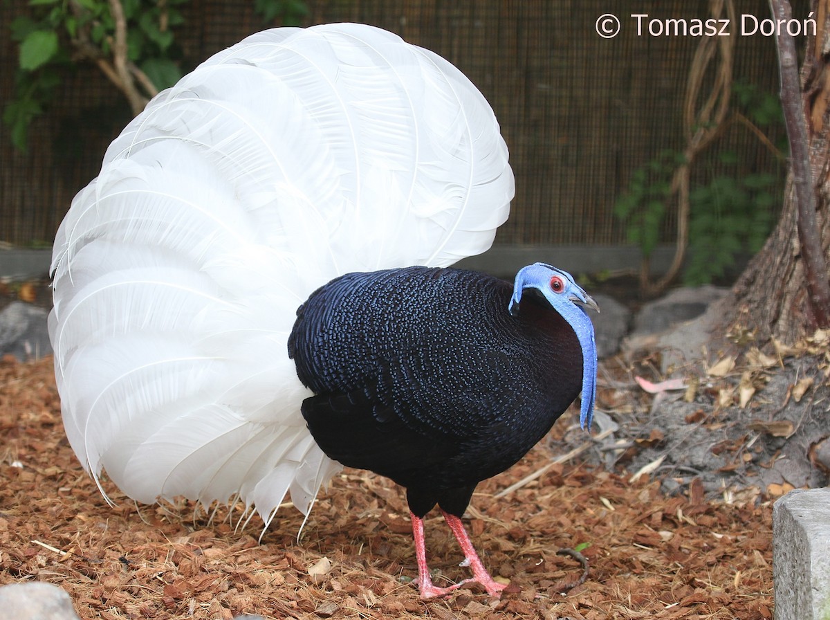 Bulwer's Pheasant - ML712990