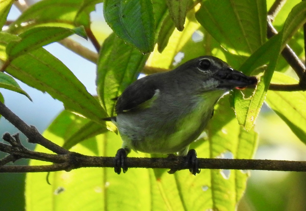 Ashy Flowerpecker - ML712994