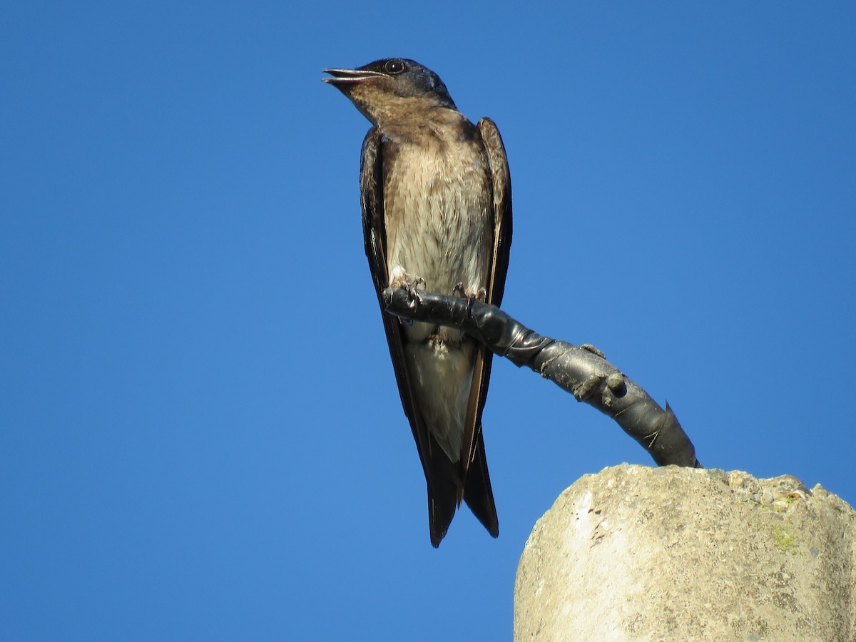 Gray-breasted Martin - ML712998