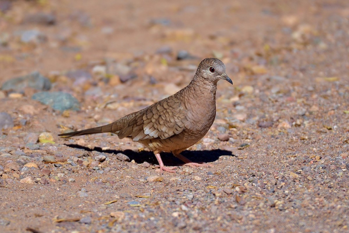 Inca Dove - James Hoffman