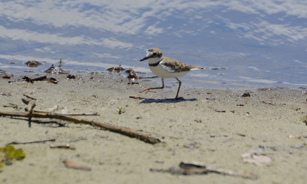 Wilson's Plover - ML71301111