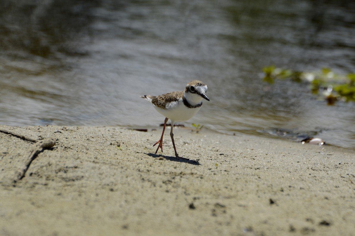 Wilson's Plover - Daniel Martínez