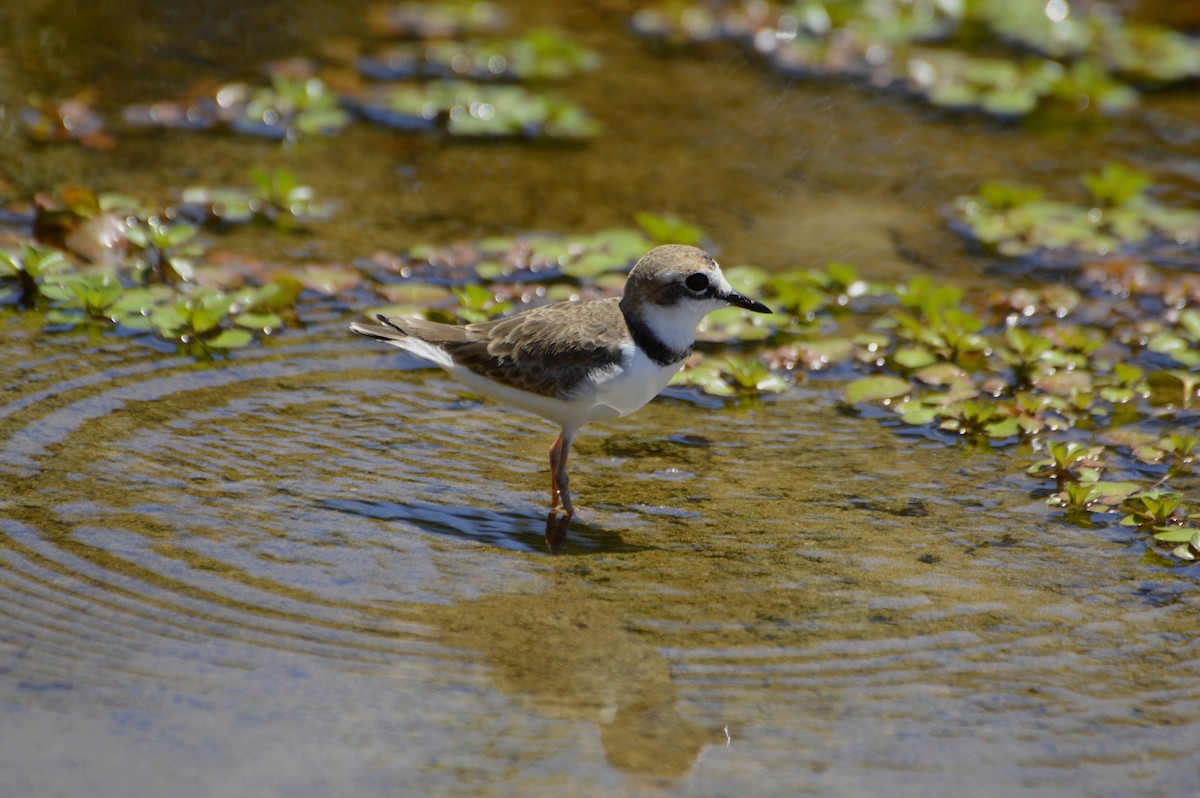 Wilson's Plover - ML71301571