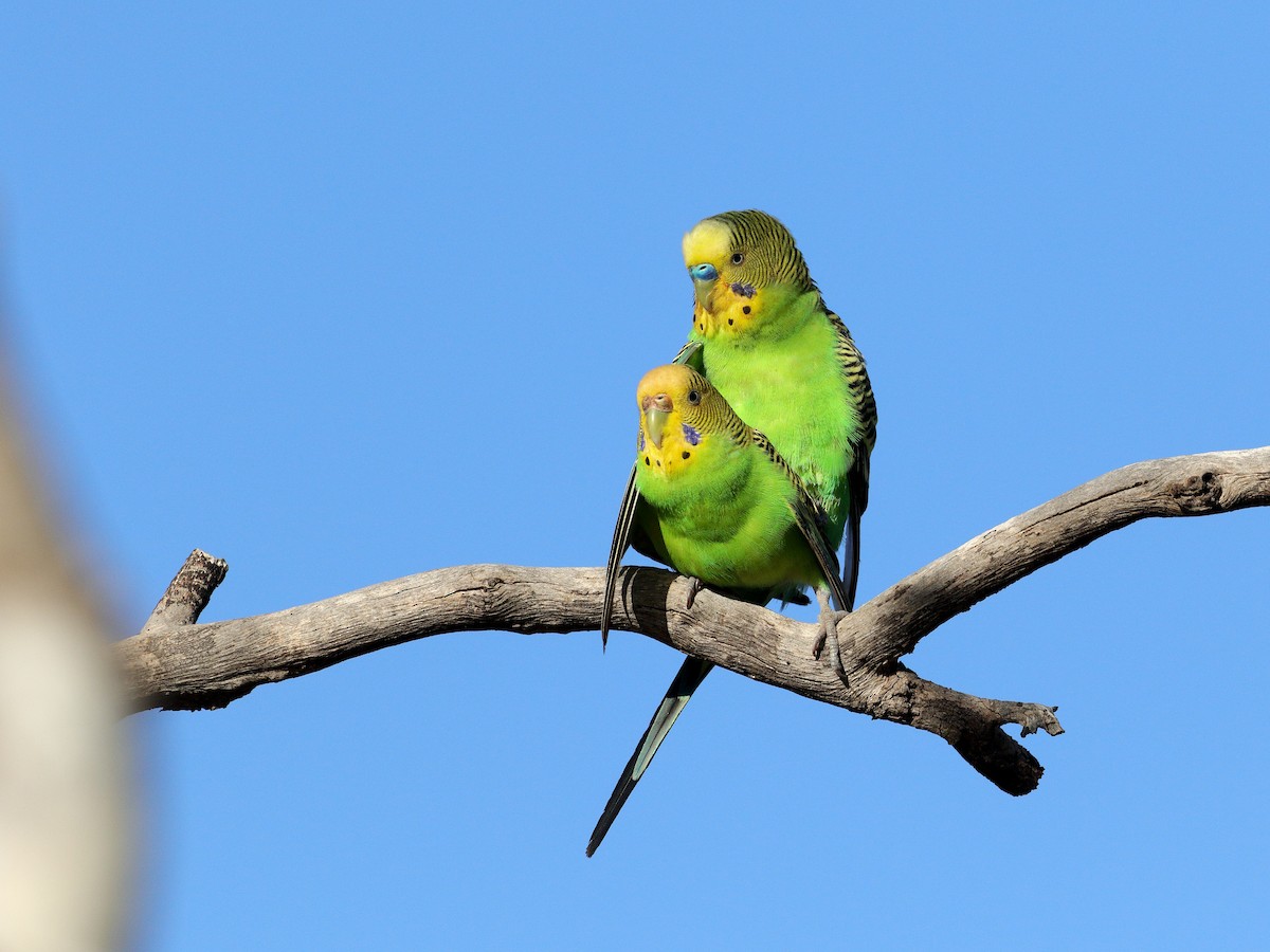 Budgerigar - ML713019