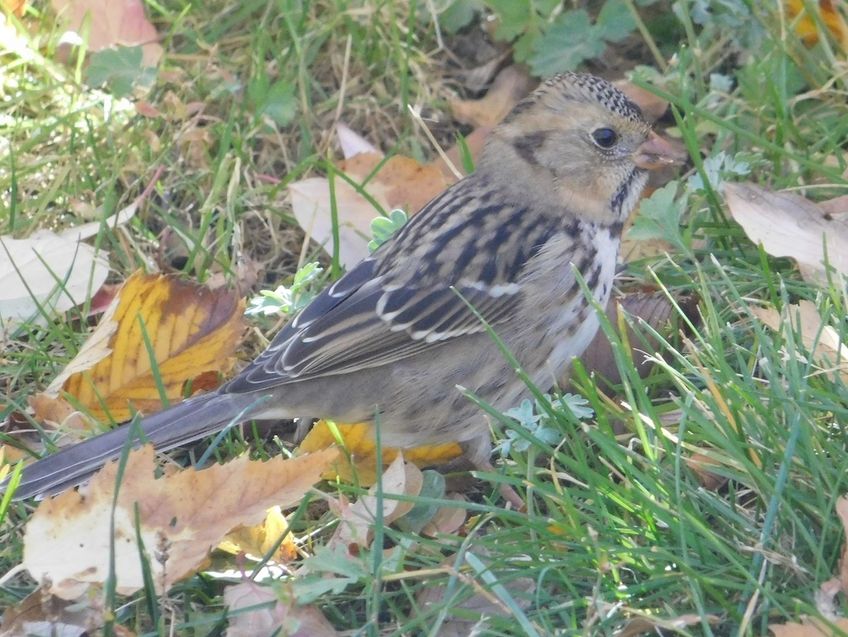 Harris's Sparrow - ML71302021