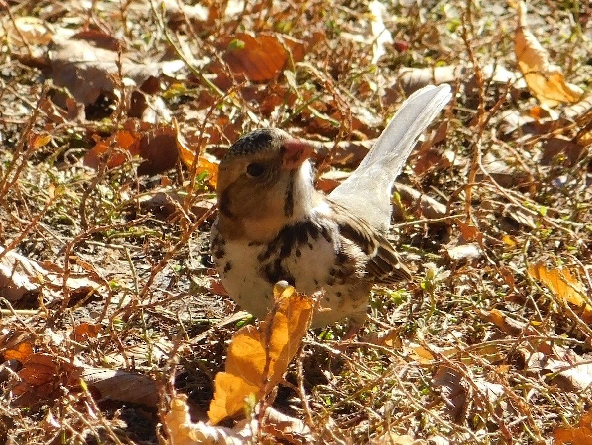 Harris's Sparrow - ML71302031