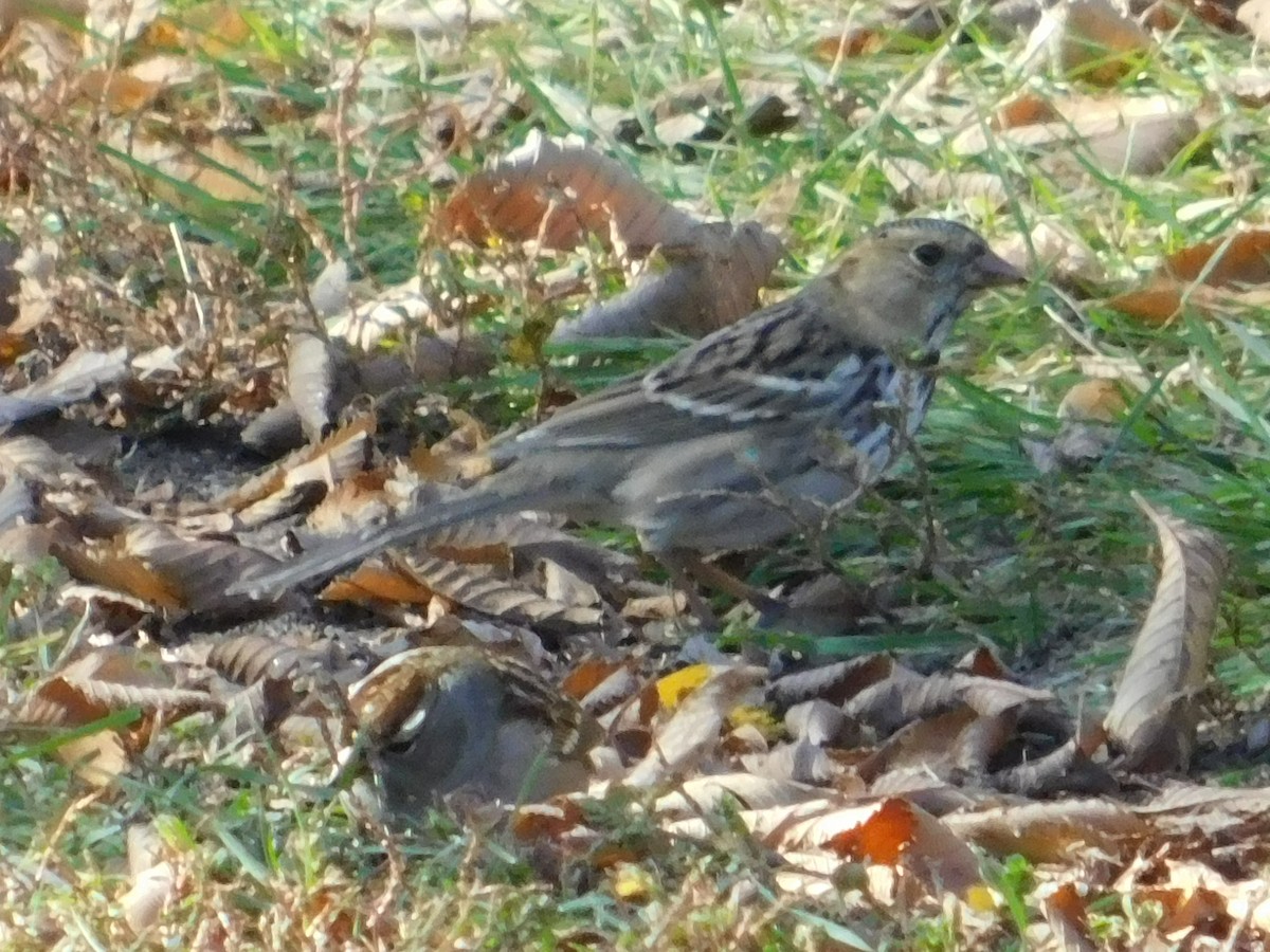 Harris's Sparrow - ML71302041