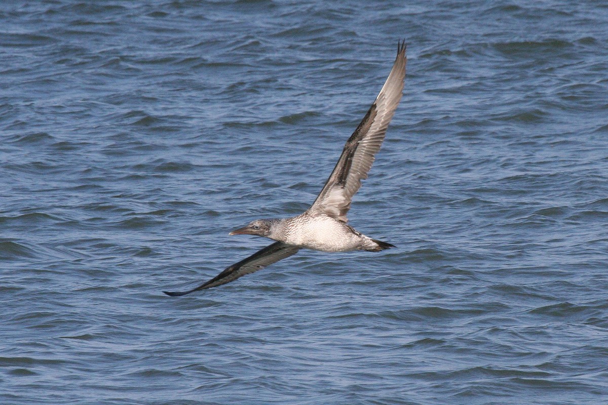 Northern Gannet - Jonathan Plissner