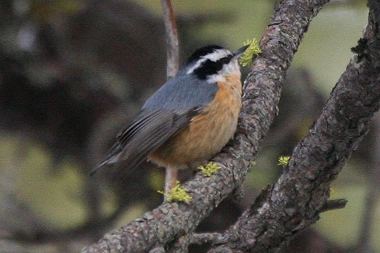 Red-breasted Nuthatch - ML71302721