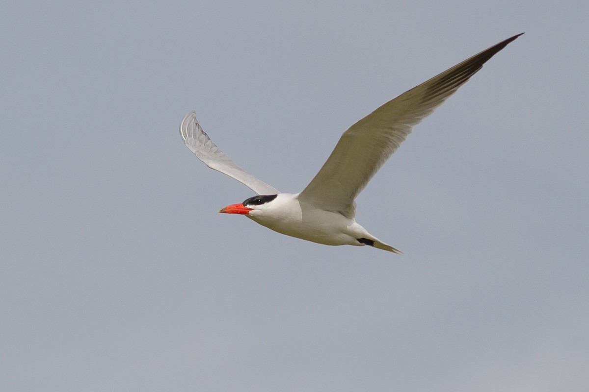 Caspian Tern - Kym Nicolson