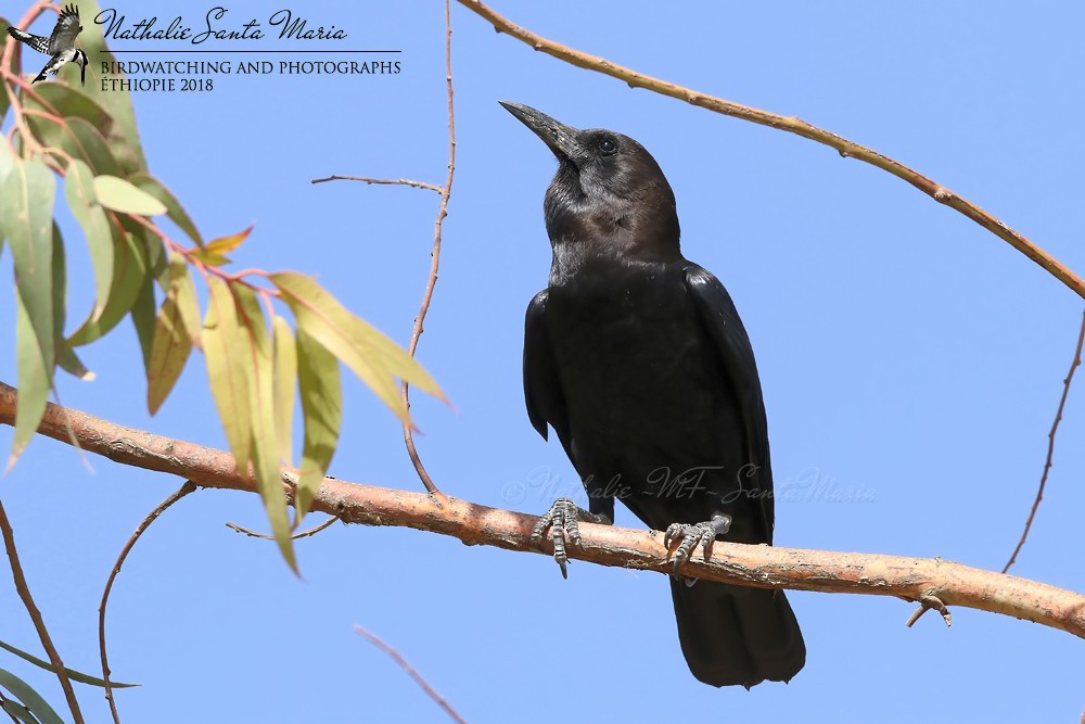 Cape Crow - Nathalie SANTA MARIA