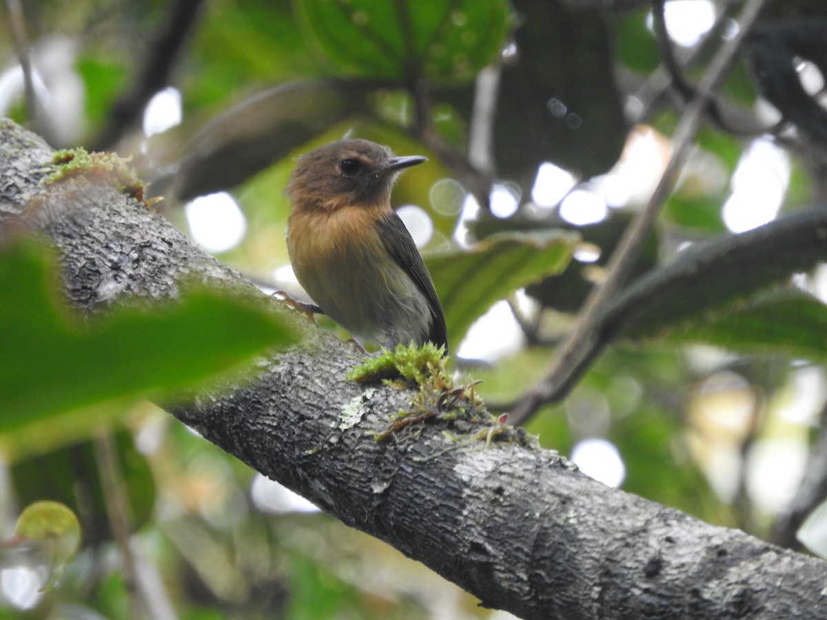 Cinnamon-breasted Tody-Tyrant - Agustin Carrasco