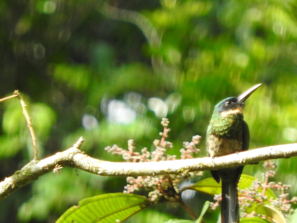 Jacamar à ventre blanc - ML713038