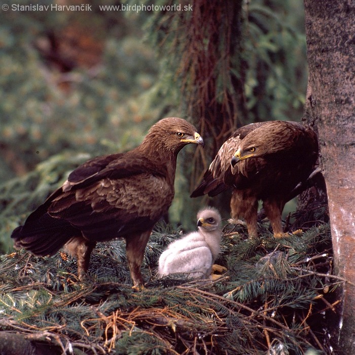 Lesser Spotted Eagle - Stanislav Harvančík