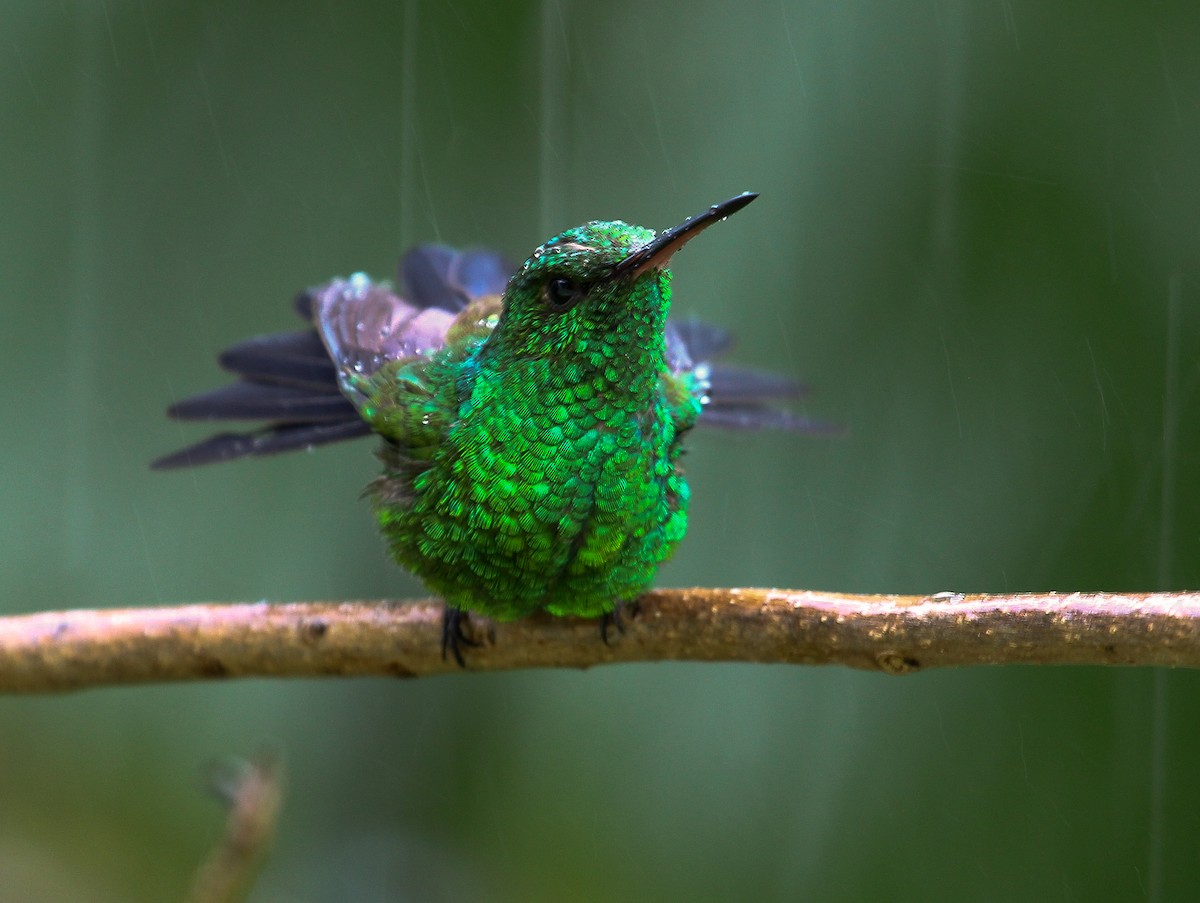 Copper-rumped Hummingbird - Luis Mario Arce