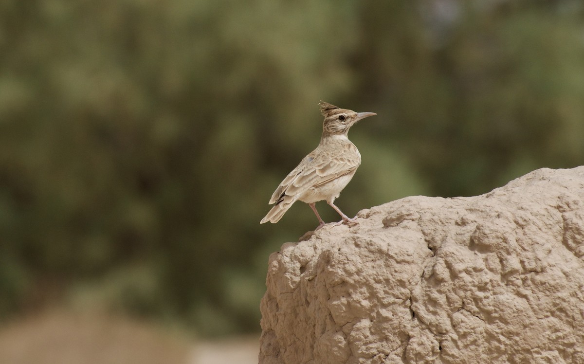 Crested Lark (Maghreb) - Erik Sandvig