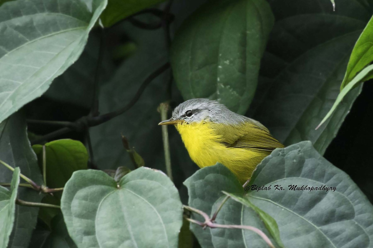 Gray-hooded Warbler - ML713056