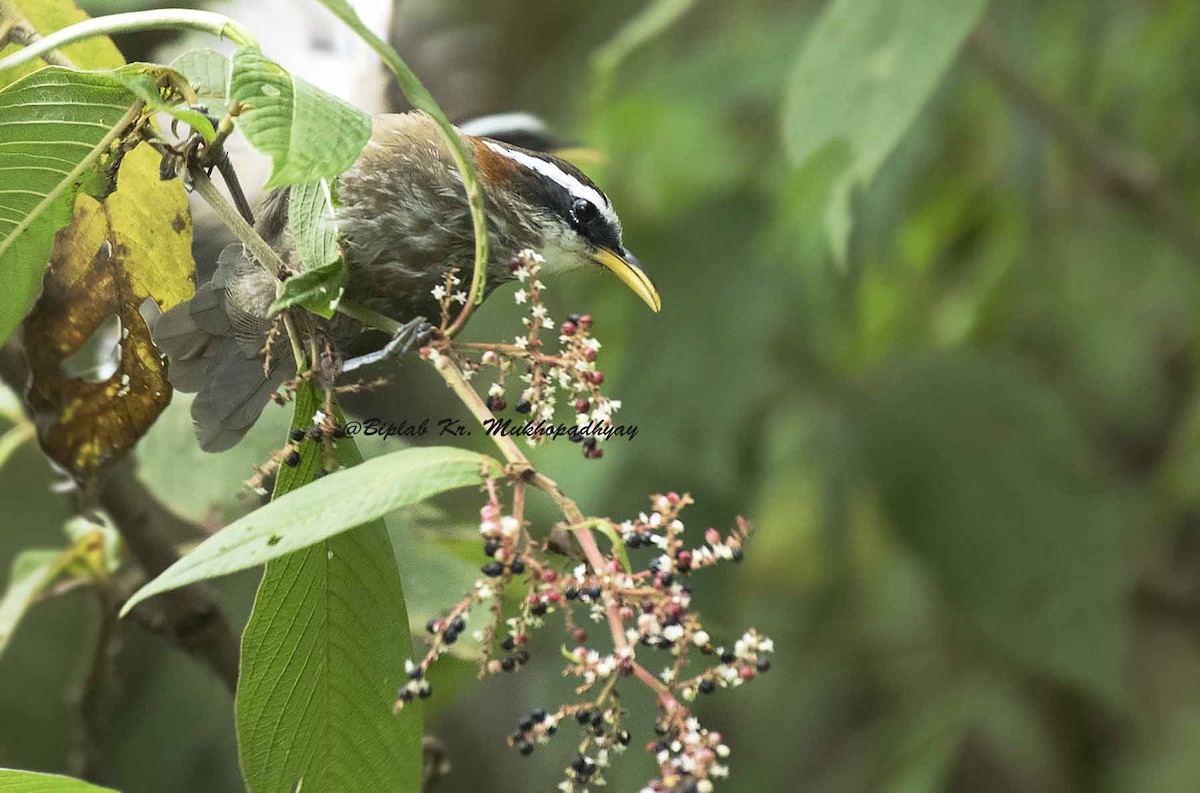 White-browed Scimitar-Babbler - Biplab kumar Mukhopadhyay
