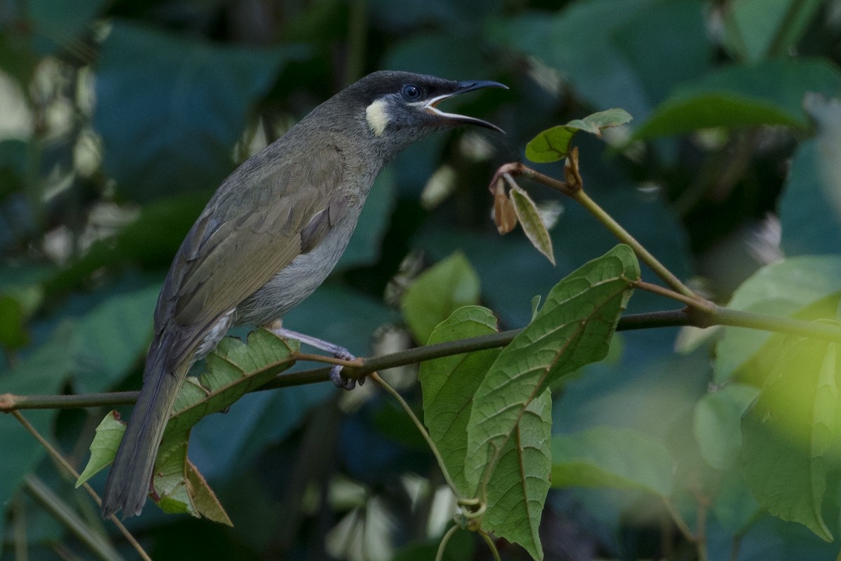 Lewin's Honeyeater - ML71306701