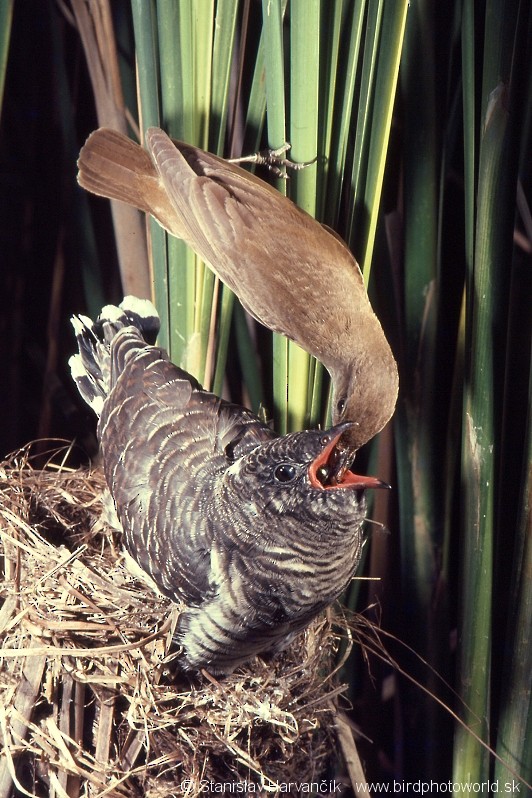 Common Cuckoo - ML713071