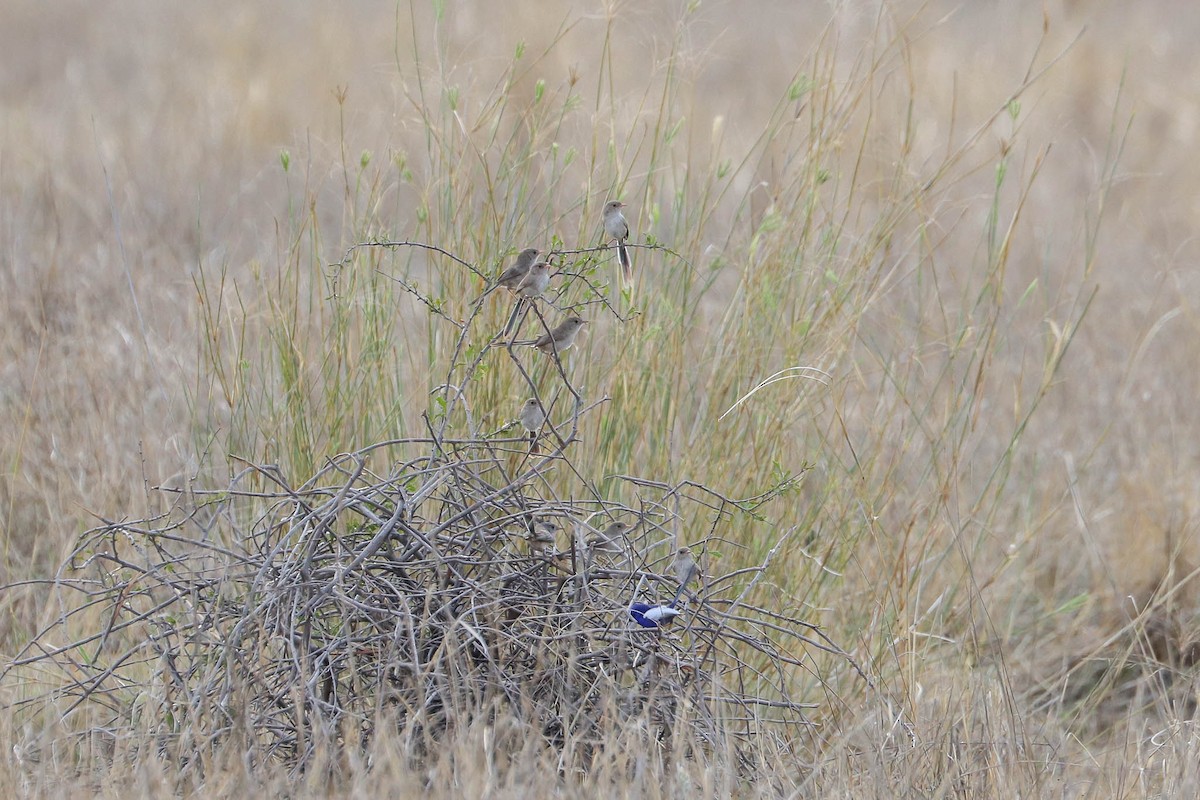 White-winged Fairywren - ML71307161