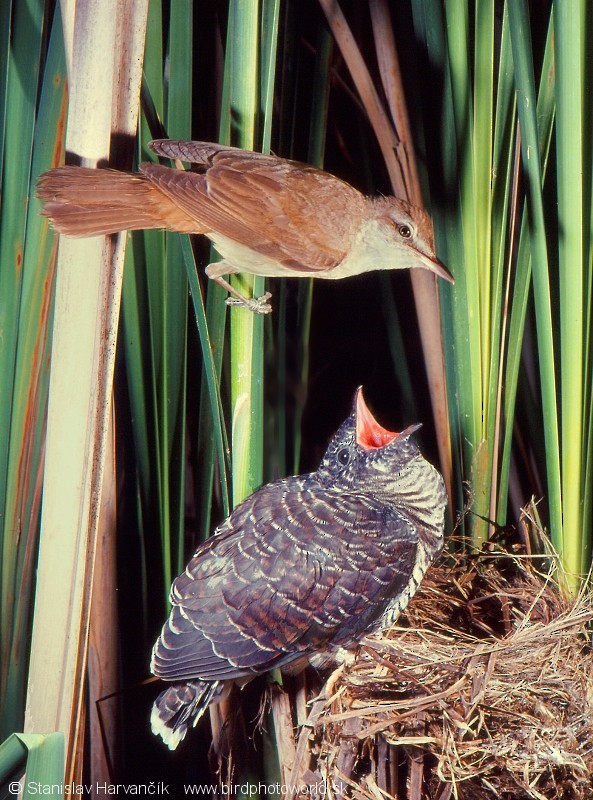 Great Reed Warbler - ML713072