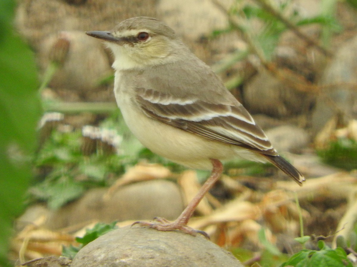 Short-tailed Field Tyrant - Agustin Carrasco