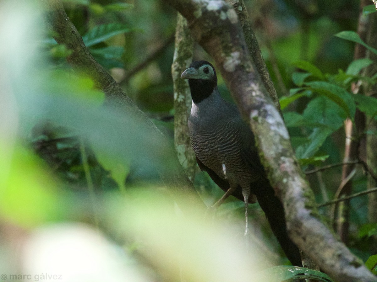 Bornean Ground-Cuckoo - ML713078