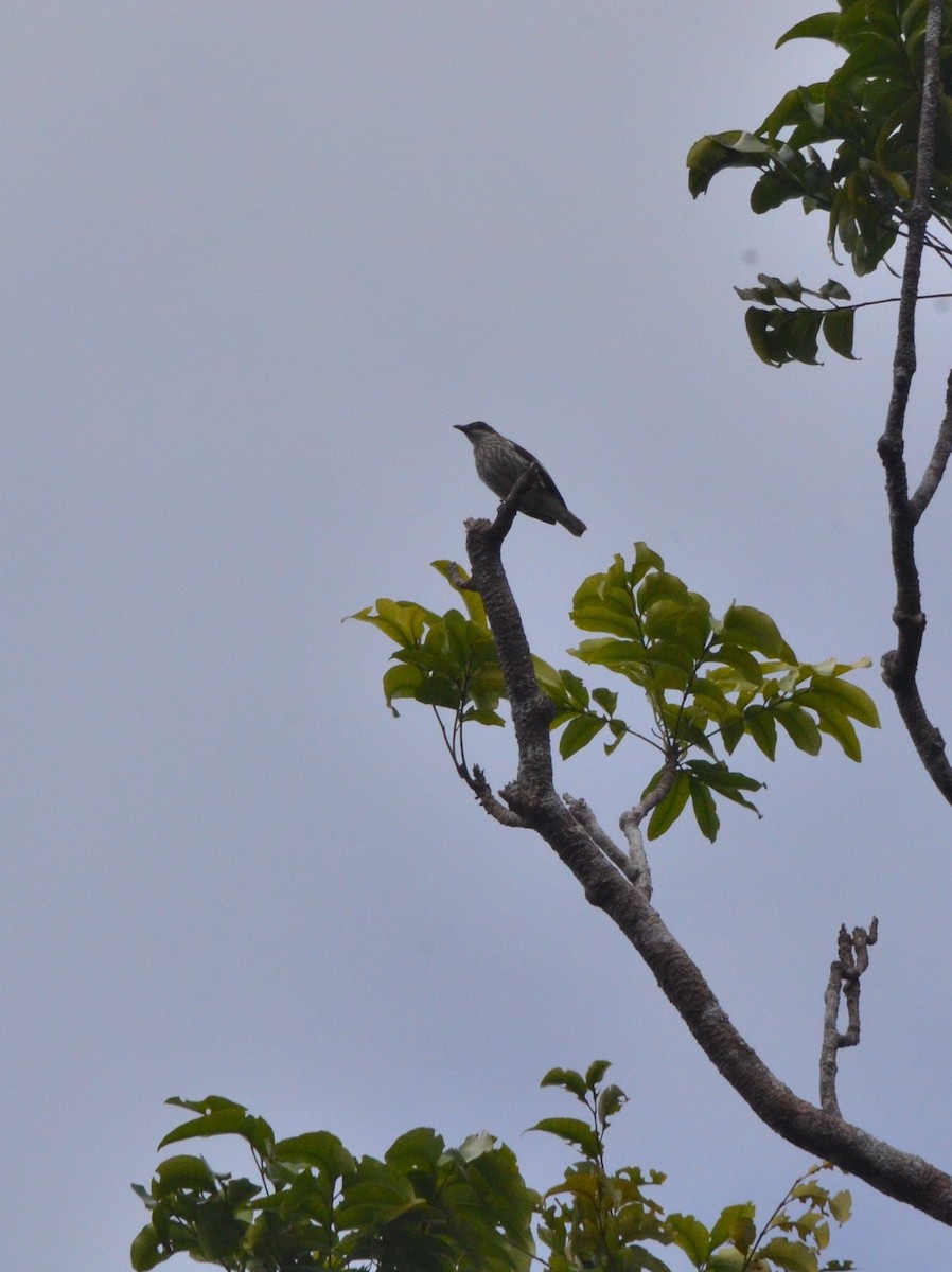 Polynesian Starling (Polynesian) - ML713083