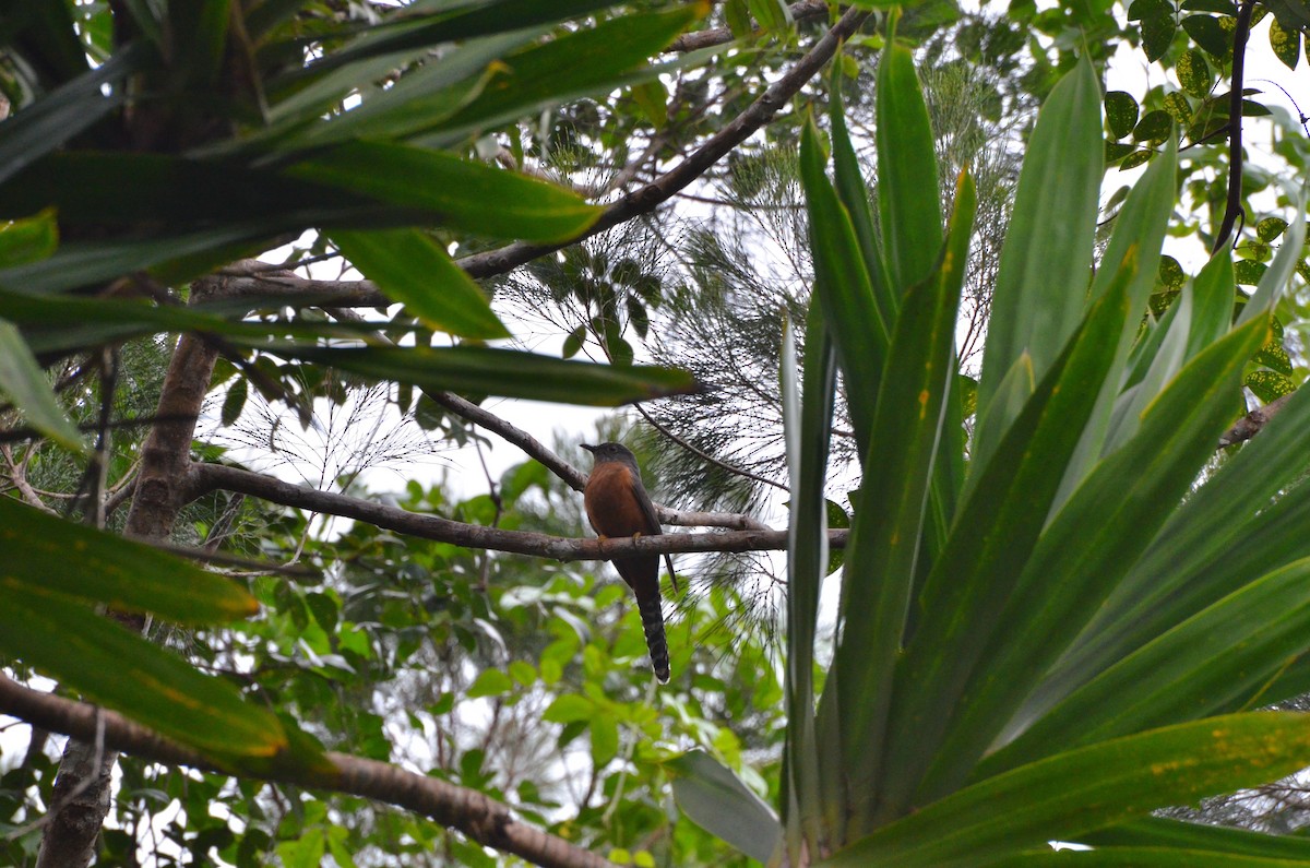 Fan-tailed Cuckoo - ML713085