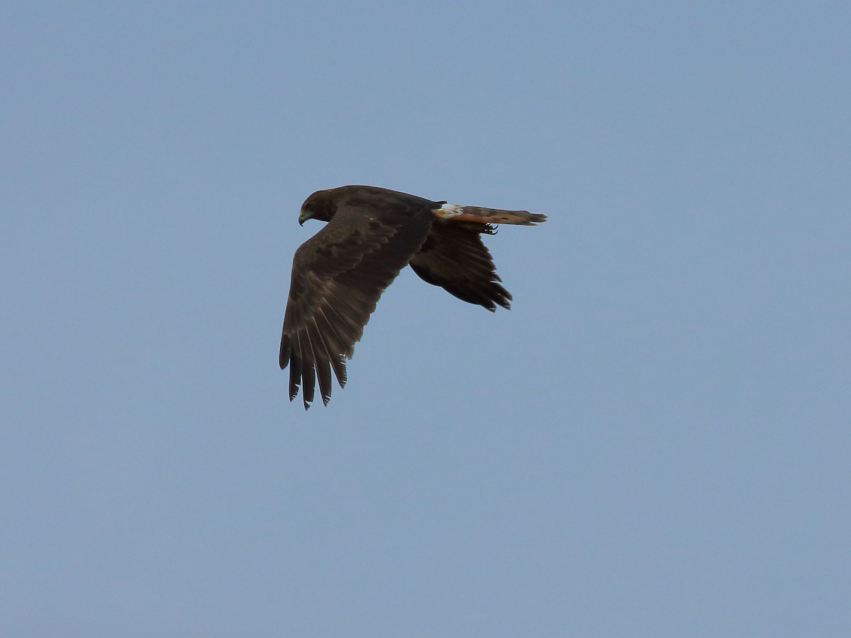 Swamp Harrier - ML713086