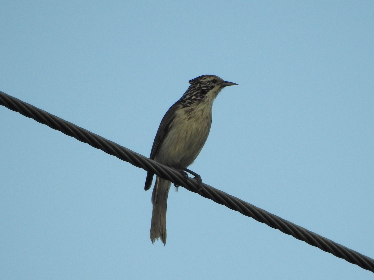 Striped Honeyeater - ML71308691