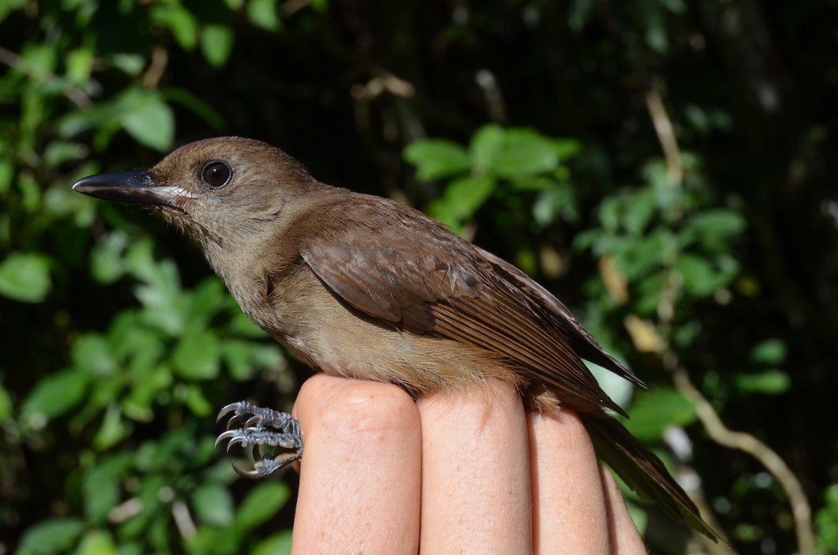 Fiji Shrikebill (Fiji) - ML713087